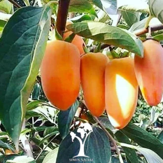 عکس نهال خرمالو هویچی
