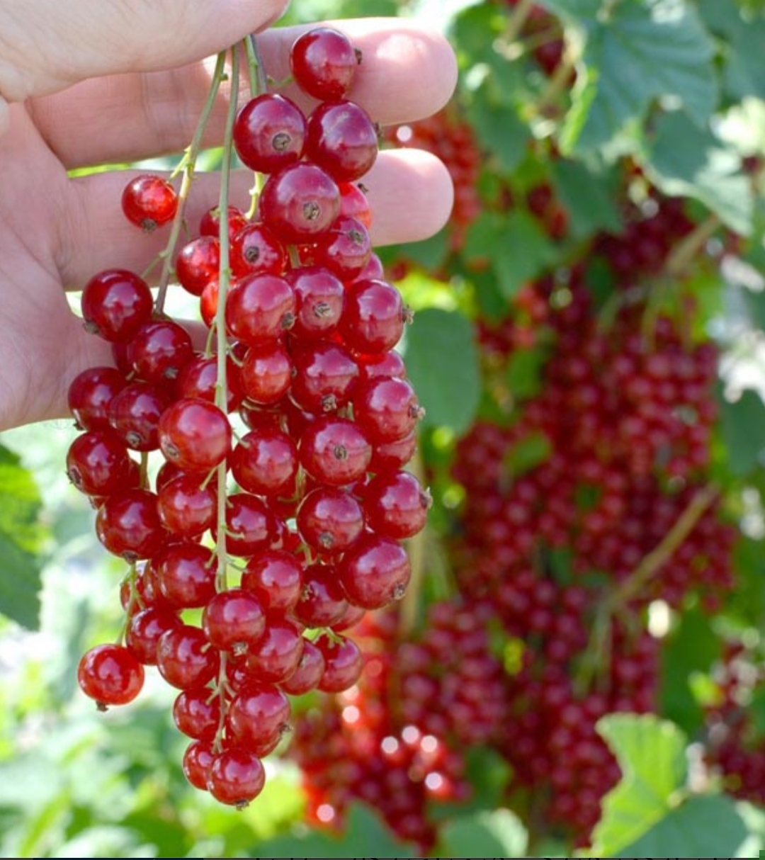 نهال انگور کارنت خوشه ای