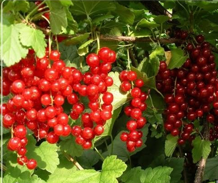 نهال انگور کارنت خوشه ای