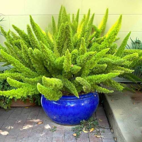 بوته گل دم روباهی