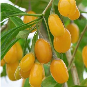نهال گوجه بری زرد و قرمز