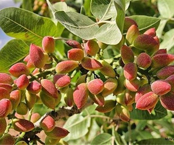 نهال پسته پیوندی پایه ucb1 هیبرید