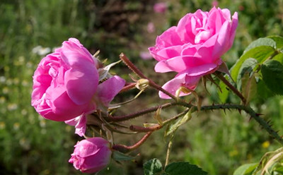 عکس نهال گل محمدی تیره