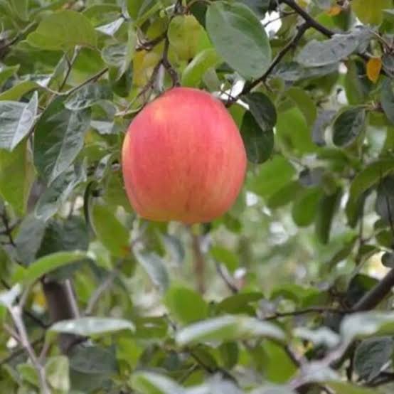 نهال به رد کویین