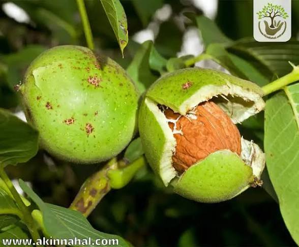 نهال گردو اسرائیلی