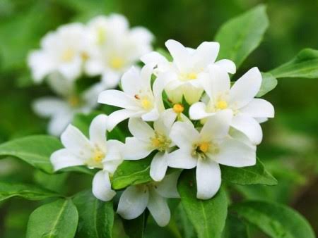 نهال گل یاس رازقی رونده خوش عطر