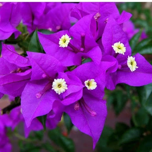 نهال گل کاغذی بنفش بزرگ