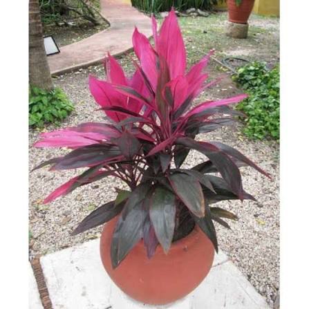 گل کوردیلین