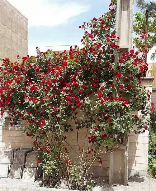 نهال رز رونده قرمز مارپیچی