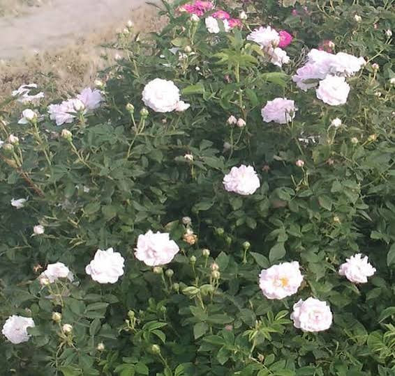 نهال گل رز محمدی سفید مربایی