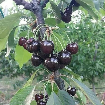 نهال گیلاس تکدانه مشهد