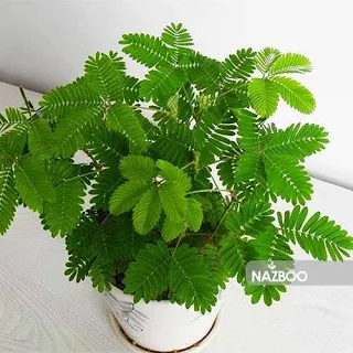 گل قهر و آشتی