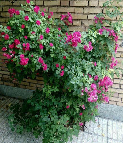 نهال گل رز مینیاتوری پر گل