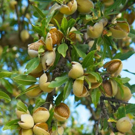 نهال بادام مامایی دیرگل
