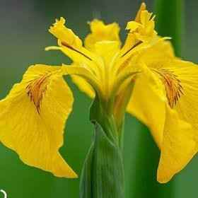 گل زنبق طلایی