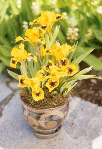 گل زنبق طلایی