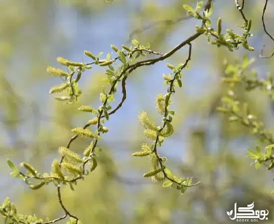نهال بید فر