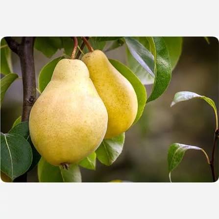 نهال گلابی بیروتی اصل