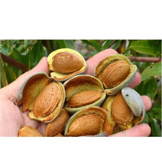 نهال بادام مامایی پیوندی