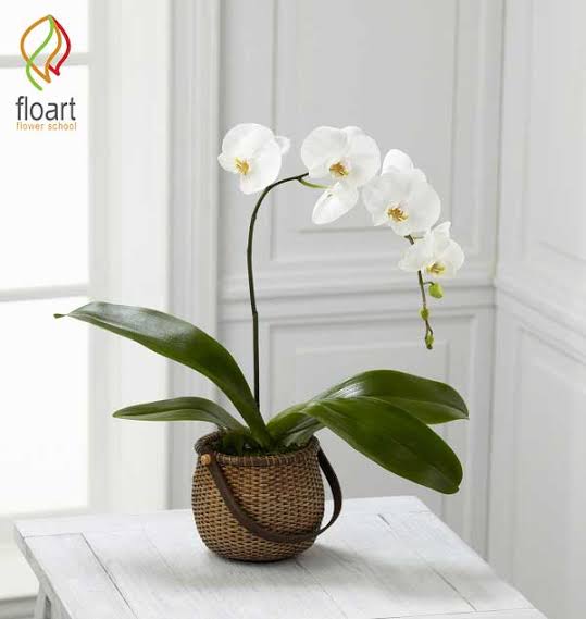 خرید گل ارکیده تک شاخه | قیمت و مشاوره - مهرنهال