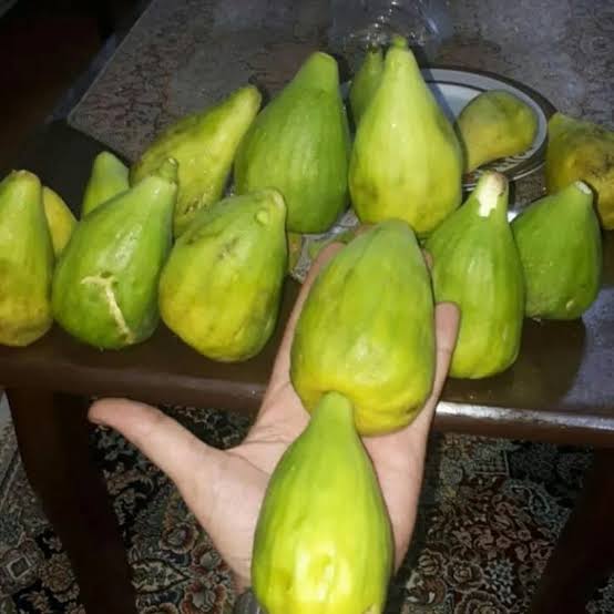 نهال انجیر ازمیر
