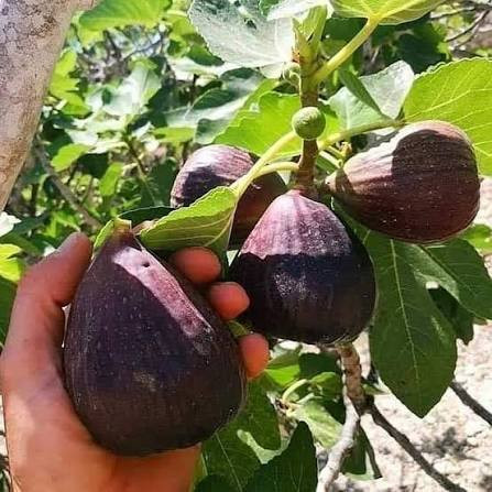 نهال انجیر ازمیر
