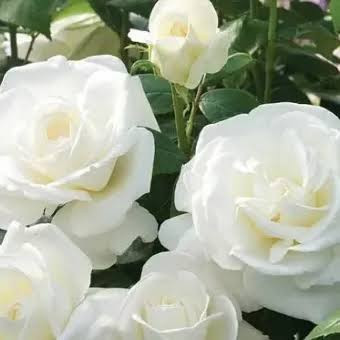 نهال رز روشن