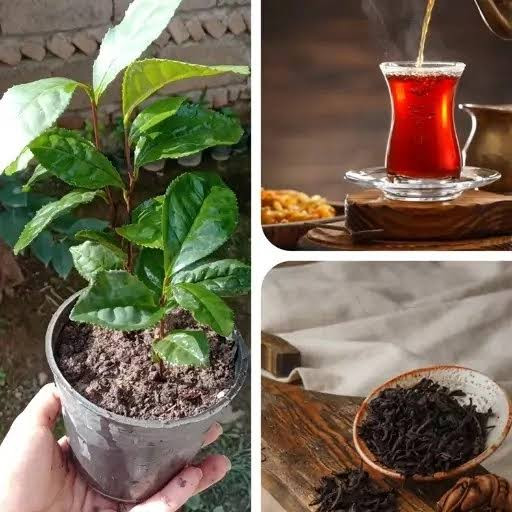 نهال چای قرمز