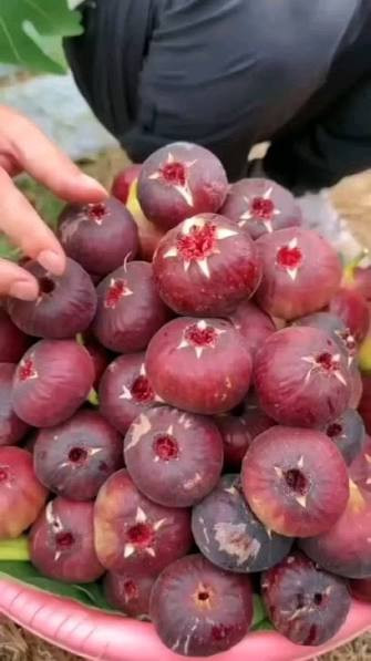 نهال انجیر سیاه ترکیه