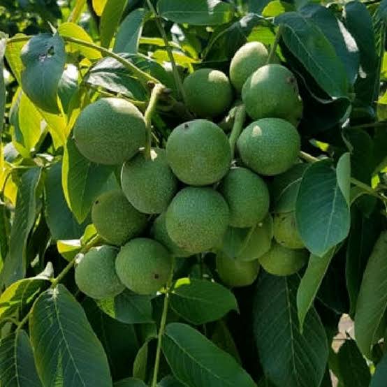 نهال گردو ژنوتیپ برتر تیپ 7
