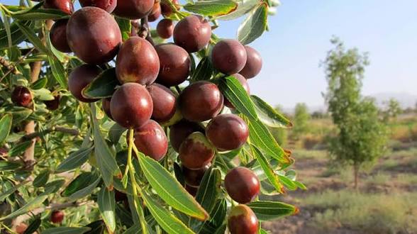 نهال عناب بیرجند