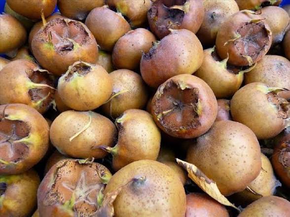 نهال ازگیل پیوندی (کندوس)ازگیل محلی