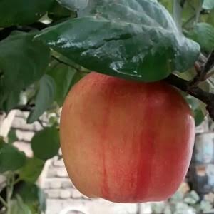 نهال به قرمز کمیاب