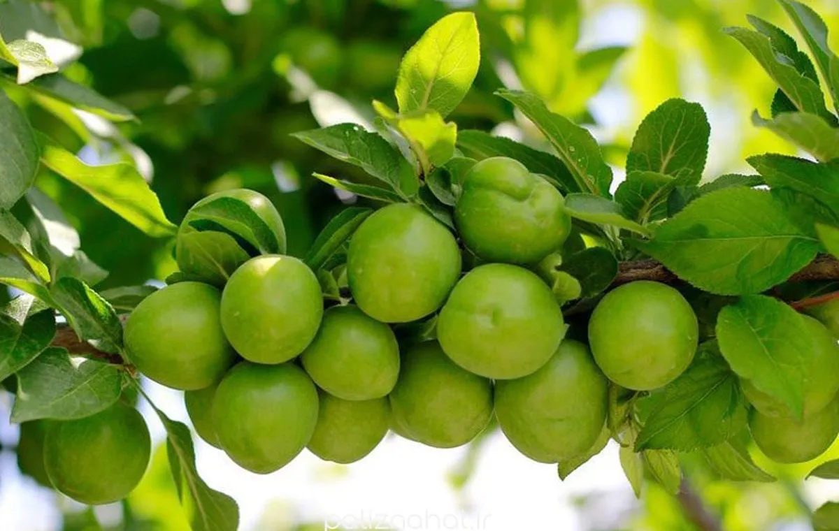 نهال آلوچه قندی