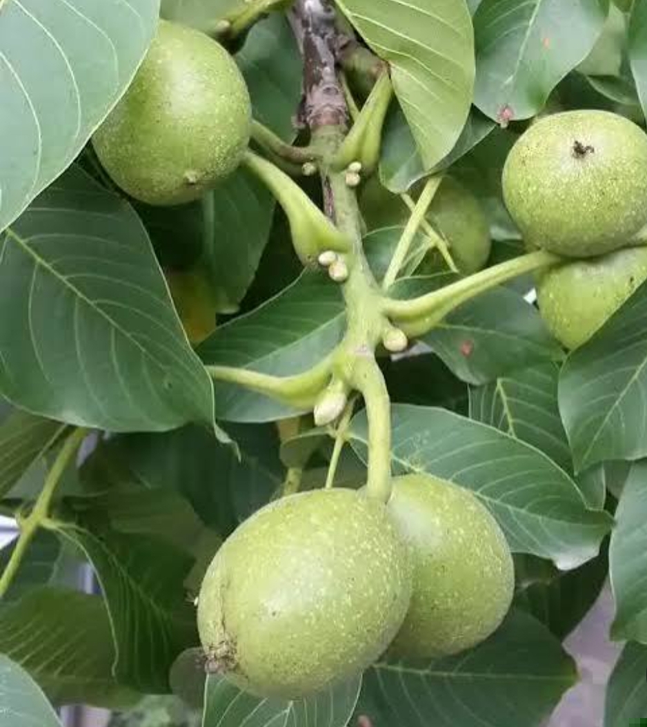 نهال گردو ژنوتیپ برتر تیپ 7
