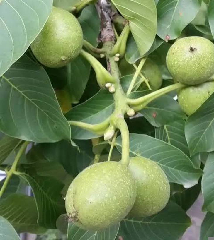 نهال گردو ژنوتیپ برتر تیپ 7
