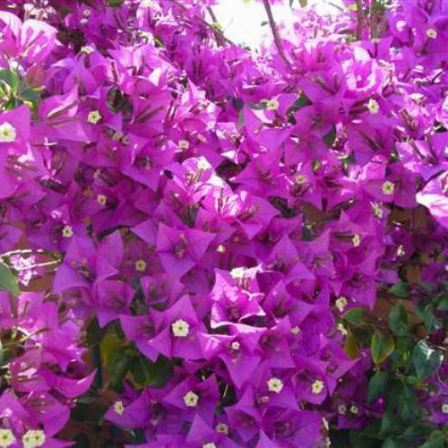 نهال گل کاغذی بنفش بزرگ