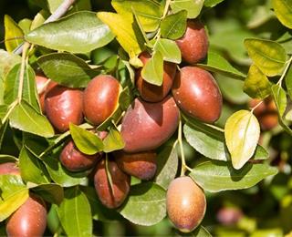 نهال عناب بیرجند