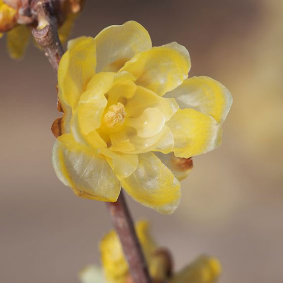 نهال درخت گل یخ (Wintersweet)