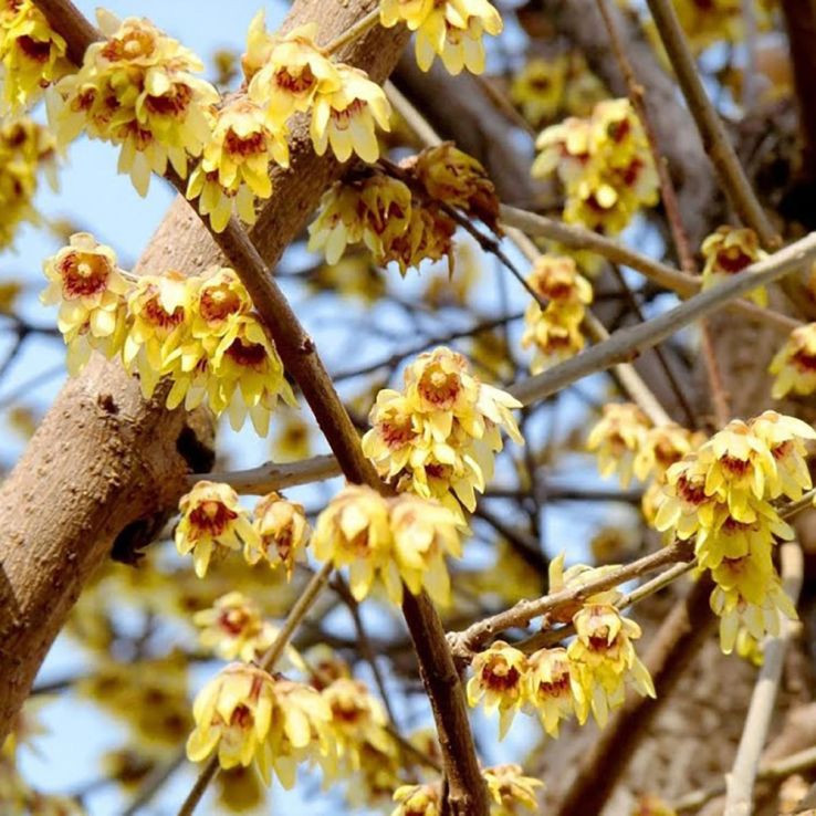 نهال درخت گل یخ (Wintersweet)